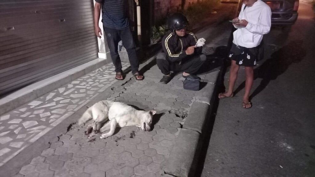 Anjing Diduga Rabies Gigit Turis China dan Warga di Bangli