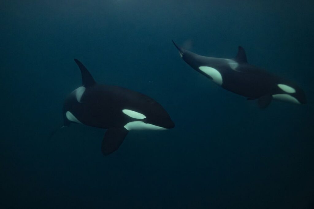 Paus Orca Tembak Ikan Sunfish Hingga Hancur Di Teluk California