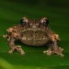 BRIN Temukan Spesies Baru Katak Semak Endemik di Gunung Merapi