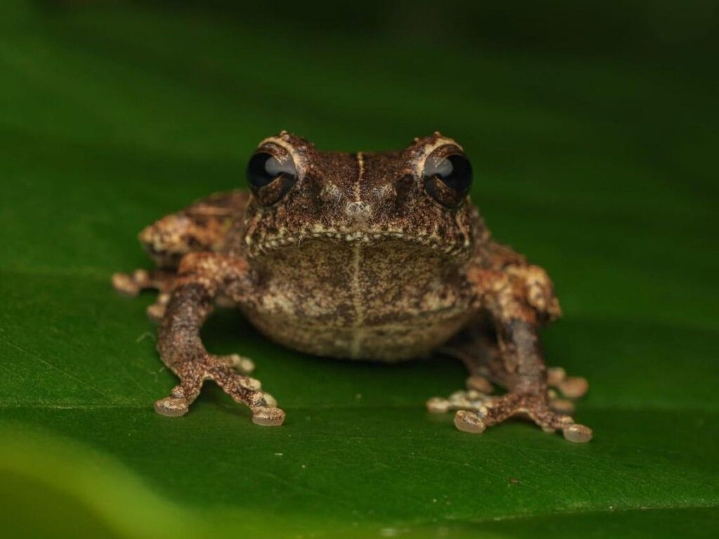BRIN Temukan Spesies Baru Katak Semak Endemik di Gunung Merapi
