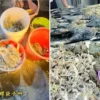 Tren Berburu Seafood Gan Hai di Singapura Picu Kekhawatiran Lingkungan