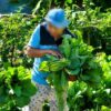 Napi Lapas Takalar Panen Puluhan Kilogram Sayur dari Lahan Alih Fungsi