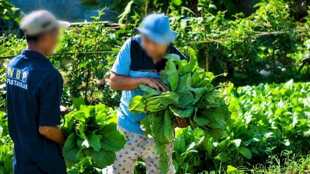 Napi Lapas Takalar Panen Puluhan Kilogram Sayur dari Lahan Alih Fungsi