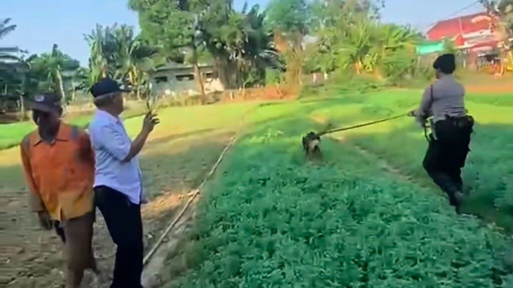 Polisi Selidiki Penganiayaan Anjing Husky di Bekasi Meski Tanpa Laporan