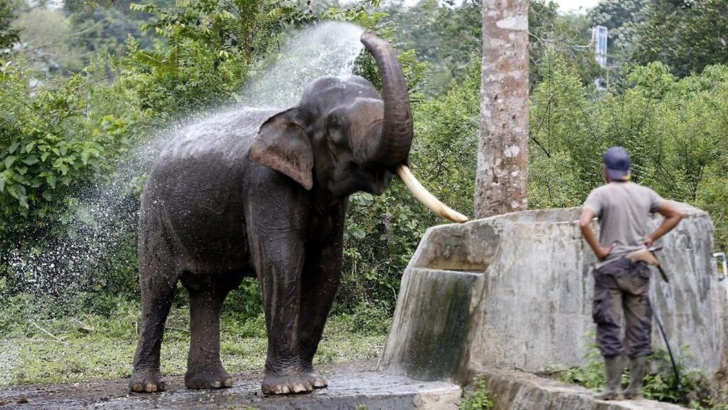 Komitmen Konservasi Gajah Indonesia Raih Apresiasi Internasional