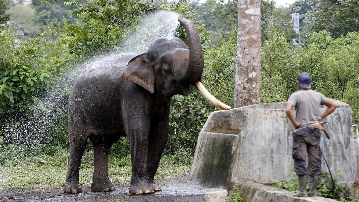 Komitmen Konservasi Gajah Indonesia Raih Apresiasi Internasional
