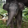 Pemerintah Indonesia Terbitkan Inpres Perlindungan Gajah Sumatera