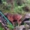 TNGR Larang Bawa Hewan ke Gunung Rinjani Usai Video Sapi Viral