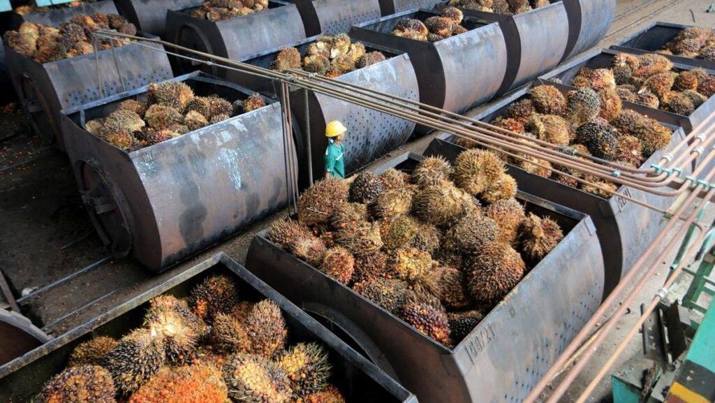 Pemerintah Upayakan Sawit Indonesia Bebas Tarif 10 Persen AS