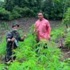 TNI Temukan 2,5 Hektare Ladang Ganja di Aceh Besar
