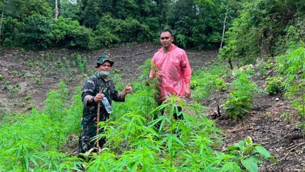 TNI Temukan 2,5 Hektare Ladang Ganja di Aceh Besar