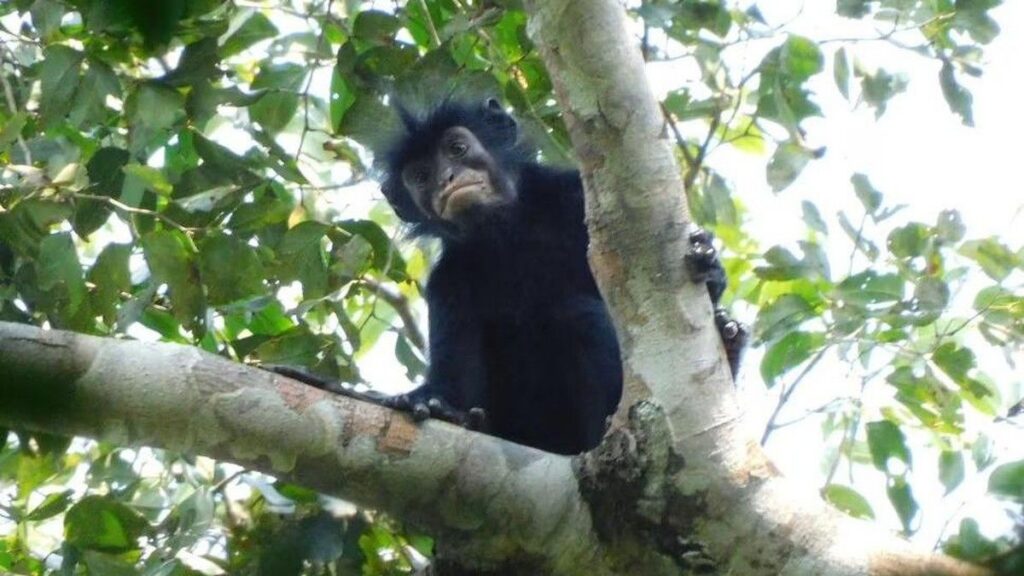 Peneliti Temukan Spesies Monyet Baru Colobus congoensis di Kongo