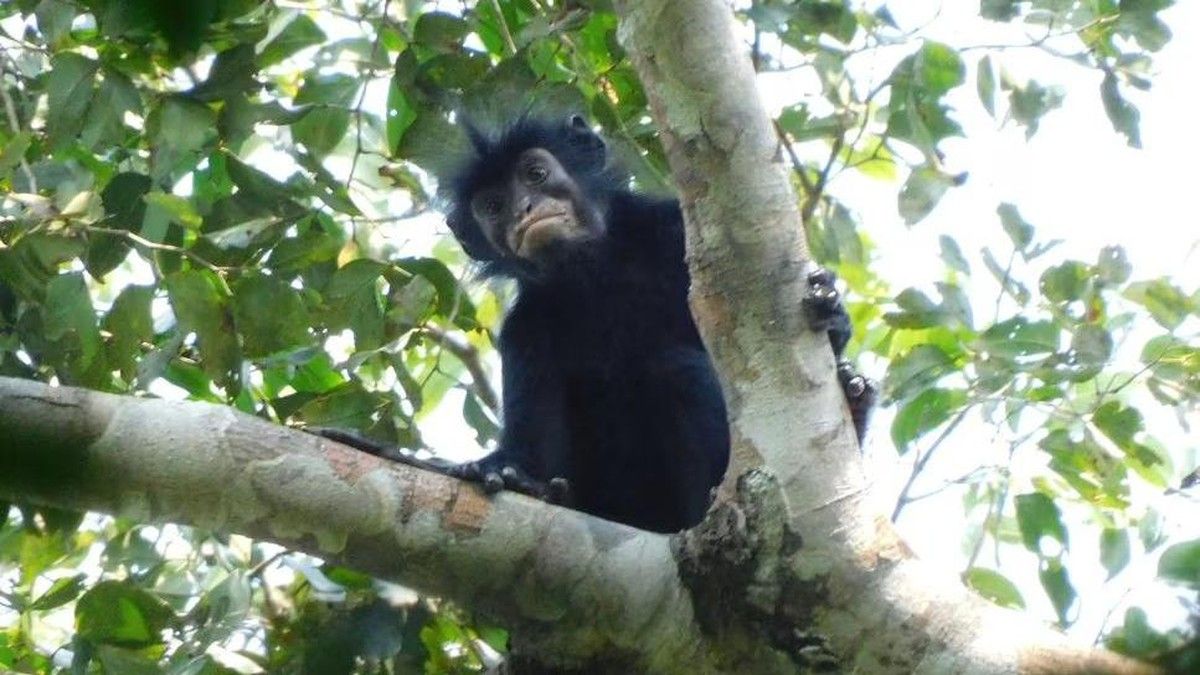 Peneliti Temukan Spesies Monyet Baru Colobus congoensis di Kongo