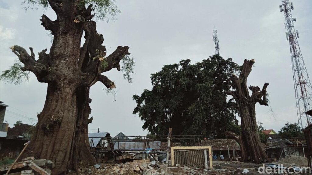 Belanda Tanam Pohon Asam Jawa di Pinggir Jalan, Ini Alasannya