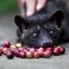 Proses Pembuatan Kopi Luwak Asal Indonesia yang Mendunia
