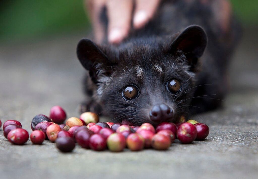 Proses Pembuatan Kopi Luwak Asal Indonesia yang Mendunia