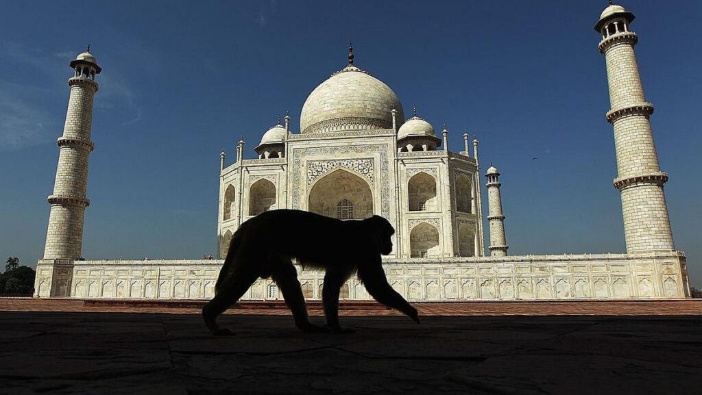 Turis Korea Selatan Diserang Monyet Liar di Taj Mahal