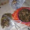Polisi Tangkap Empat Pembunuh Tapir di Mesuji Lampung
