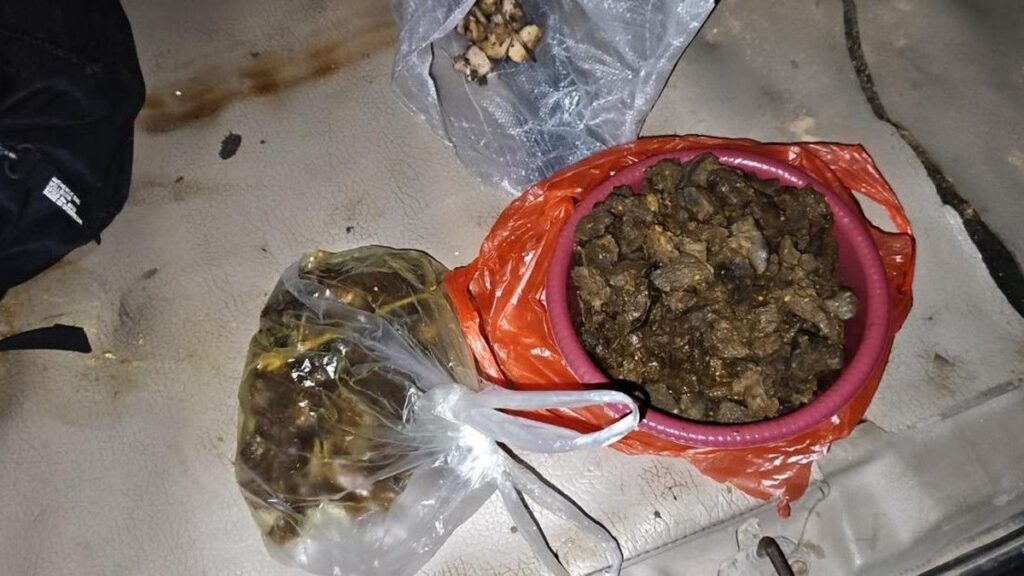 Polisi Tangkap Empat Pembunuh Tapir di Mesuji Lampung