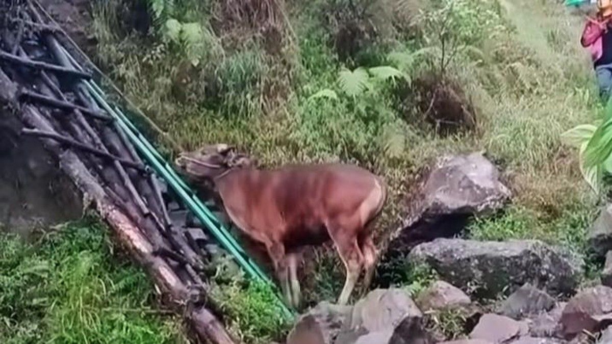 TNGR Klarifikasi Video Viral Rombongan Pendaki Bawa Sapi di Rinjani