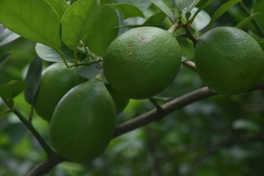 Harga Emas Pegadaian Stabil Senin Ini Berbagai Merek Dijual Mulai Rp800000