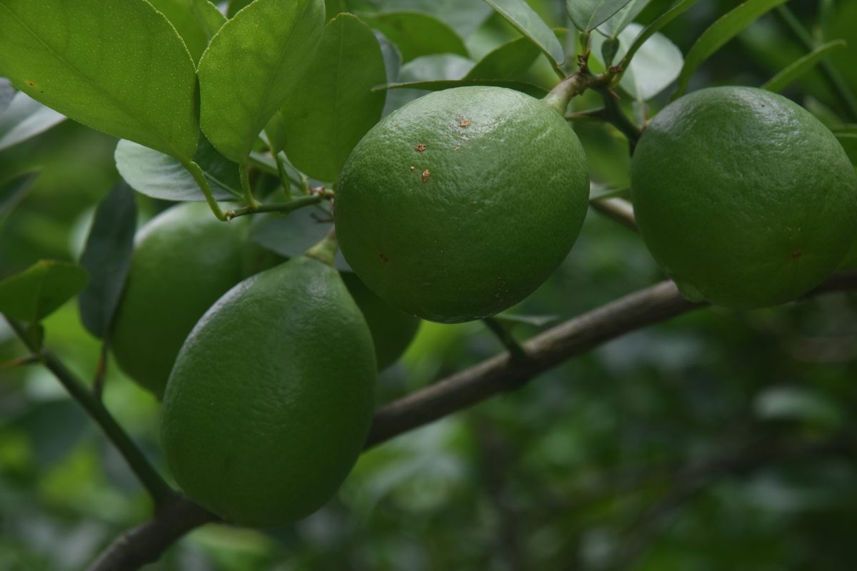 Harga Emas Pegadaian Stabil Senin Ini Berbagai Merek Dijual Mulai Rp800000