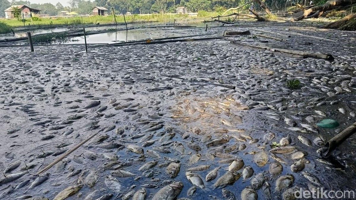Ribuan Ikan di Danau Ranu Klakah Lumajang Ditemukan Mati Massal