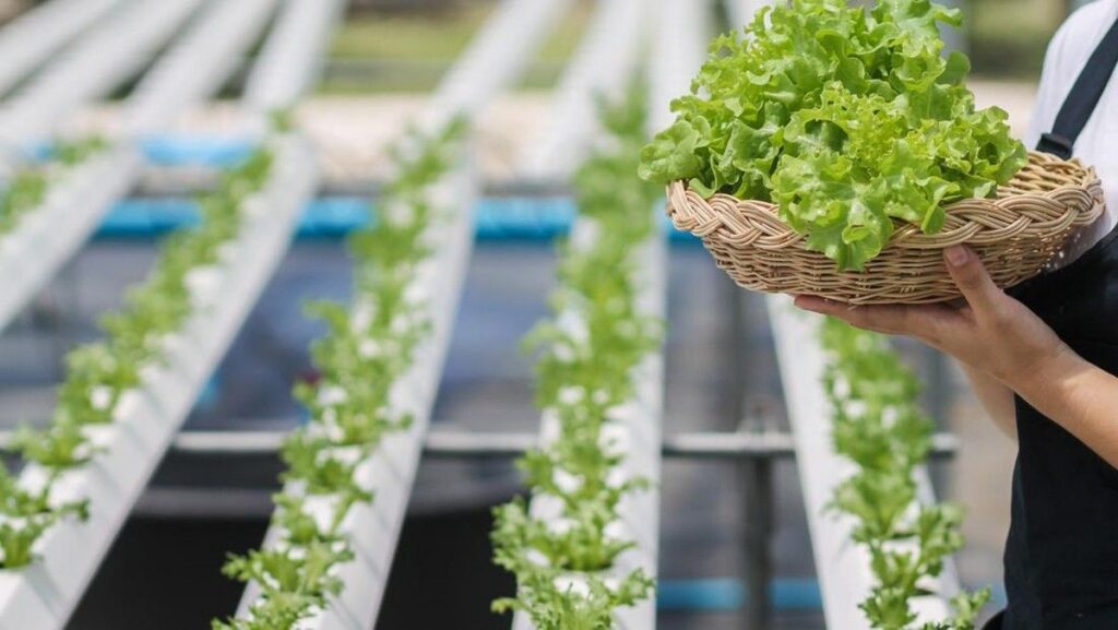 Warga Sukaluyu Karawang Kembangkan Hidroponik dan Bioflok