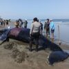 Paus Bungkuk Mati Terdampar di Pantai Perancak Jembrana Bali