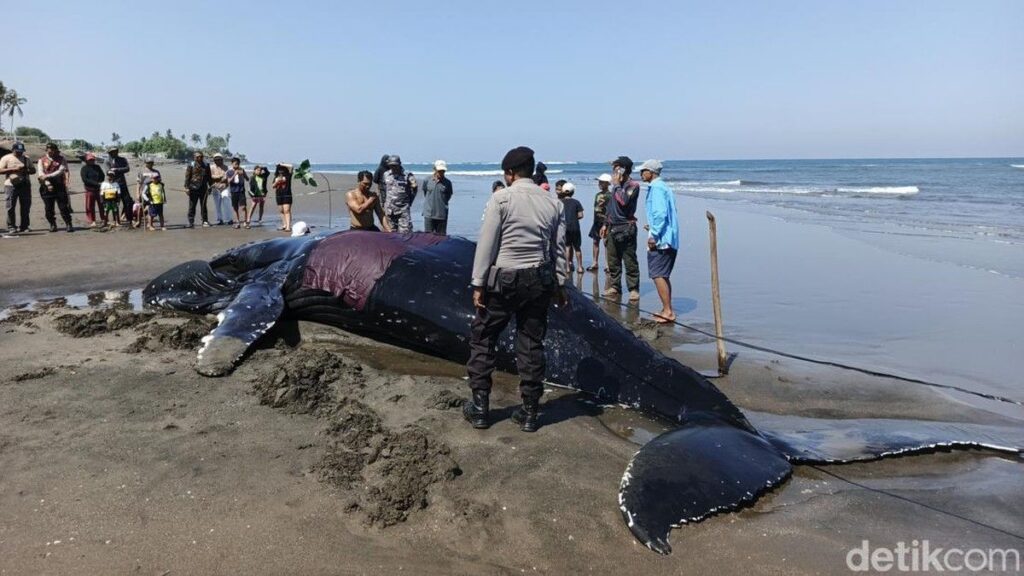 Paus Bungkuk Mati Terdampar di Pantai Perancak Jembrana Bali