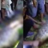 Warga Kepulauan Sula Ditemukan Meninggal di Perut Ular Piton