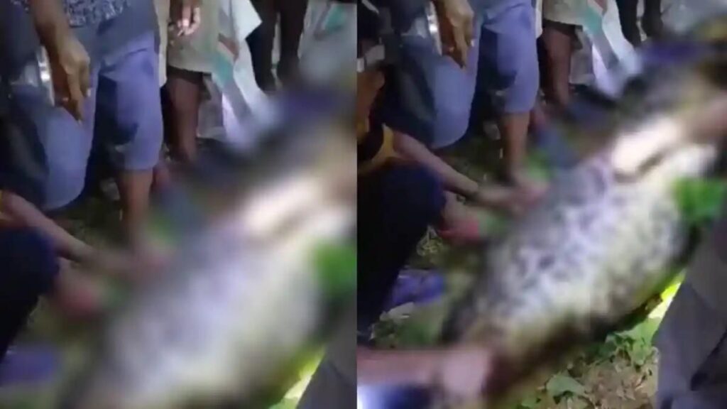 Warga Kepulauan Sula Ditemukan Meninggal di Perut Ular Piton