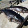 Pemerintah Yunani Beri Imbalan Uang Tunai untuk Buru Ikan Buntal Pisang Beracun