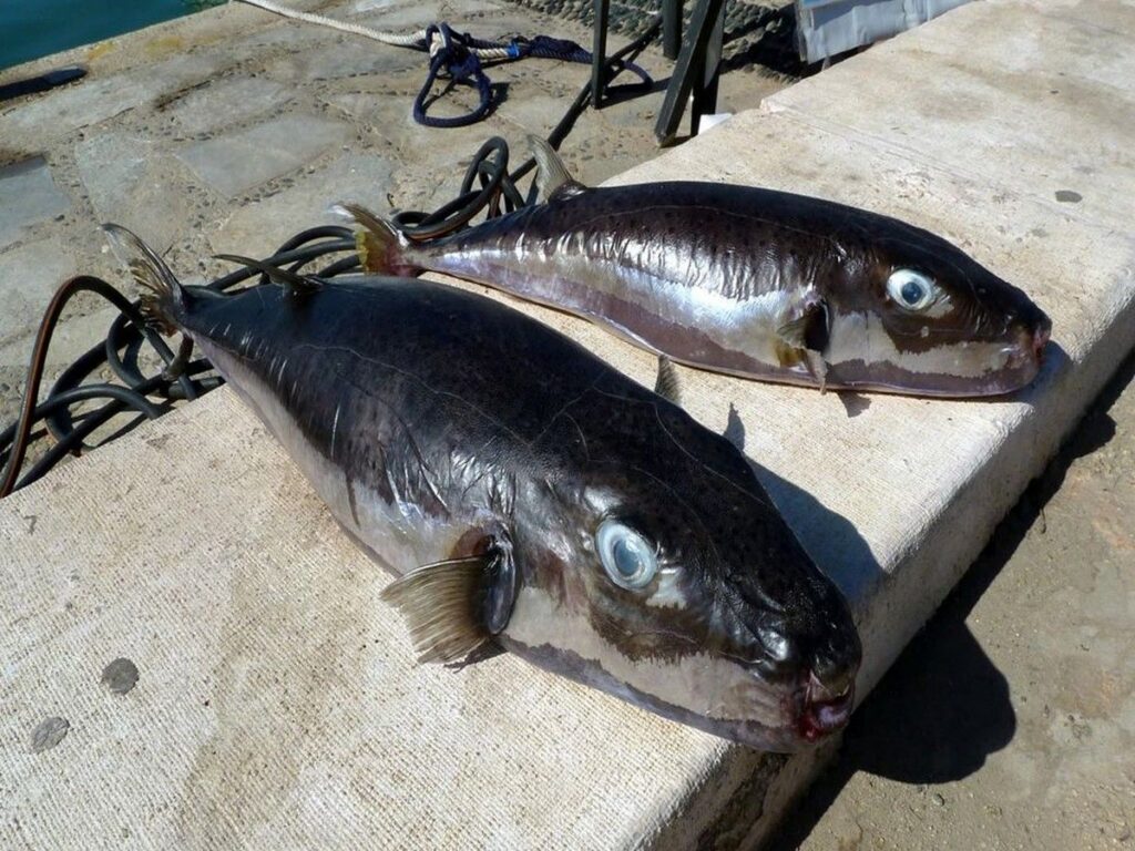Pemerintah Yunani Beri Imbalan Uang Tunai untuk Buru Ikan Buntal Pisang Beracun