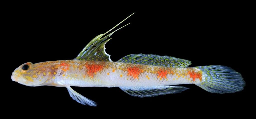 BRIN Temukan Ikan Gobi Udang Spesies Baru di Banyuwangi