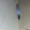 Mengenal Kamitetep Larva Serangga Penyebab Gatal dan Cara Mengatasinya