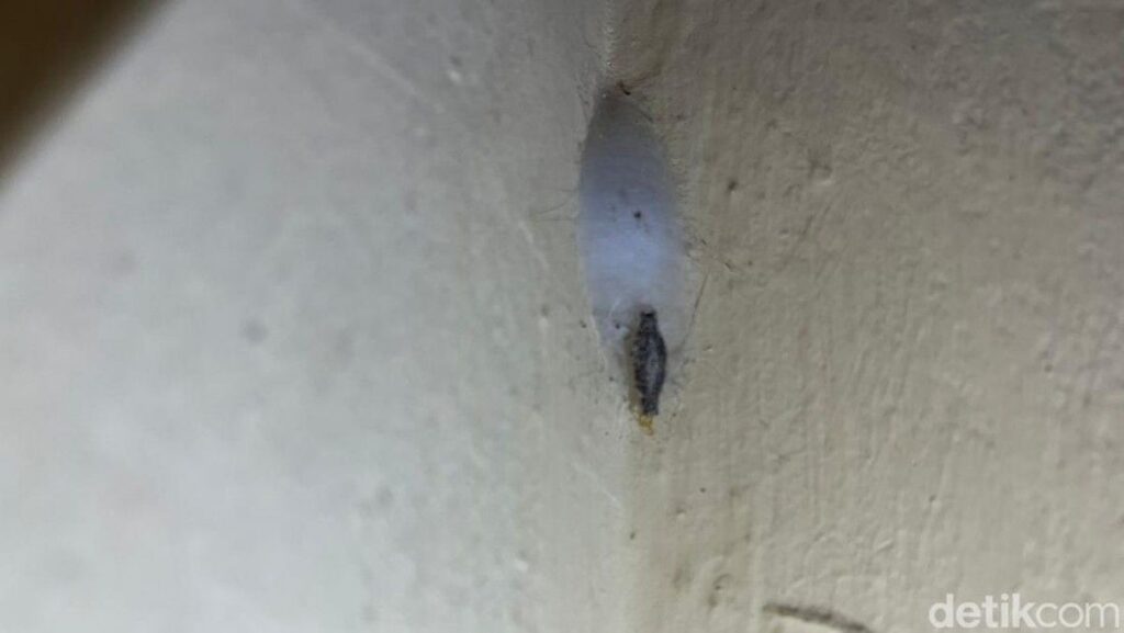 Mengenal Kamitetep Larva Serangga Penyebab Gatal dan Cara Mengatasinya