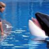 Warner Bros Kembangkan Proyek Reboot Film Legendaris Free Willy