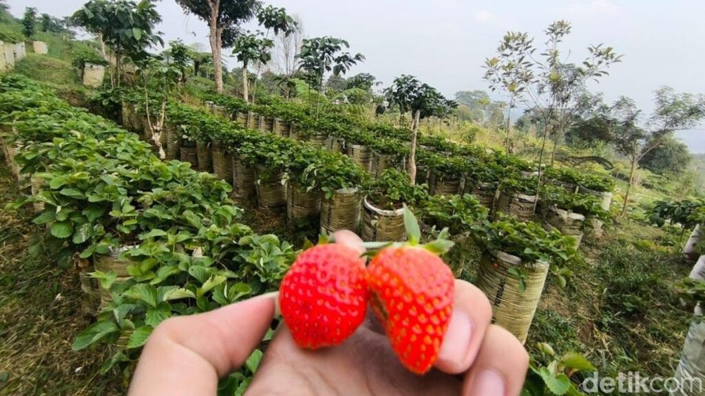 Wisata Kebun Stroberi Botanika Kuningan Tawarkan Sensasi Petik Langsung di Kaki Gunung Ciremai