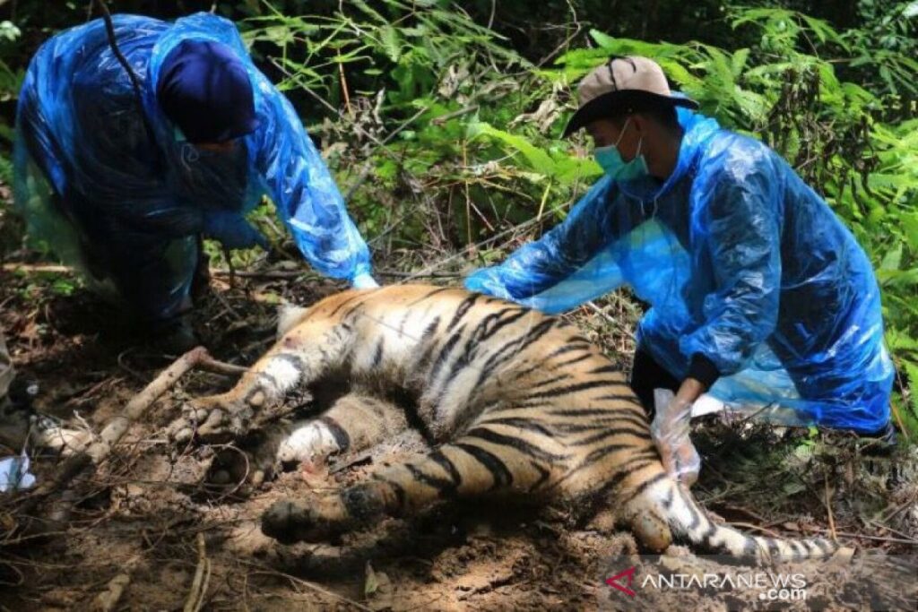 Polisi Tangkap Empat Tersangka Pembunuhan Tapir di Mesuji