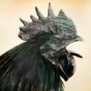 5 Fakta Unik Ayam Cemani Asli Indonesia yang Serba Hitam