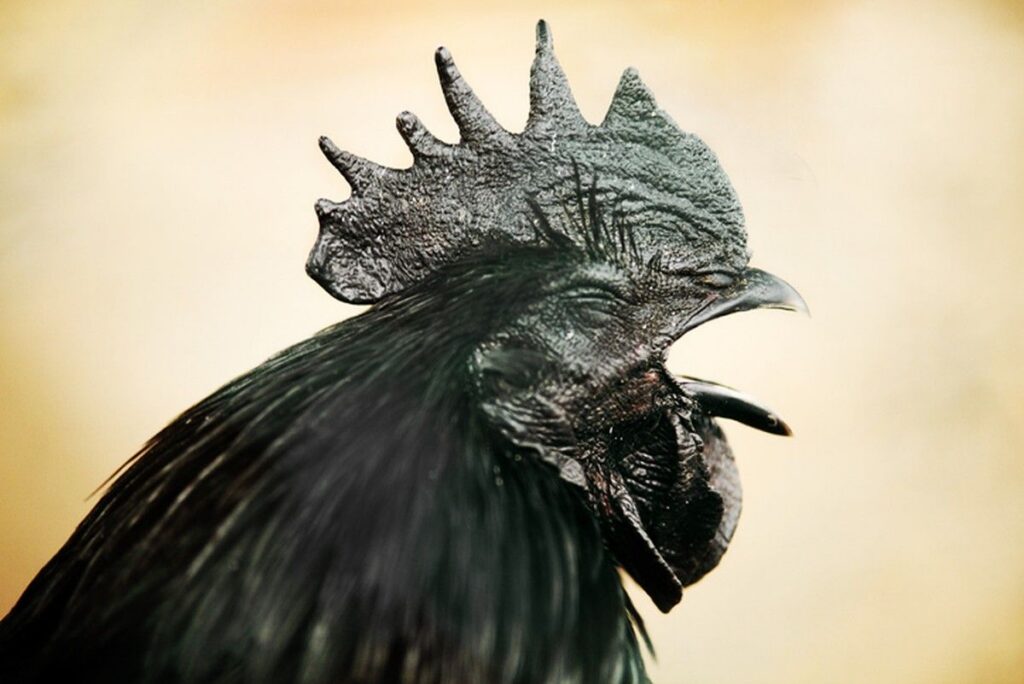 5 Fakta Unik Ayam Cemani Asli Indonesia yang Serba Hitam