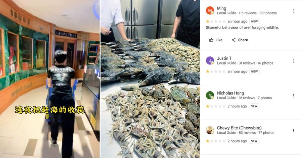 Restoran Havelock Palace Singapura Diduga Masak Seafood Pantai Liar