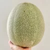 Yokoe Farm Panen Kusatsu Melon dengan Tingkat Kemanisan 18 Brix