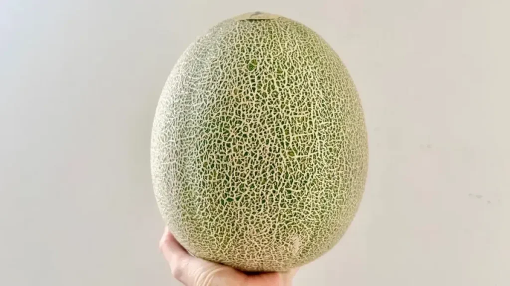 Yokoe Farm Panen Kusatsu Melon dengan Tingkat Kemanisan 18 Brix