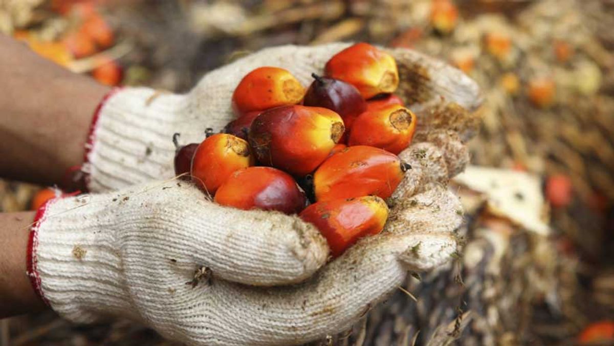 Gapki Pastikan Pasokan Kelapa Sawit Aman Mendukung Mandatori B50