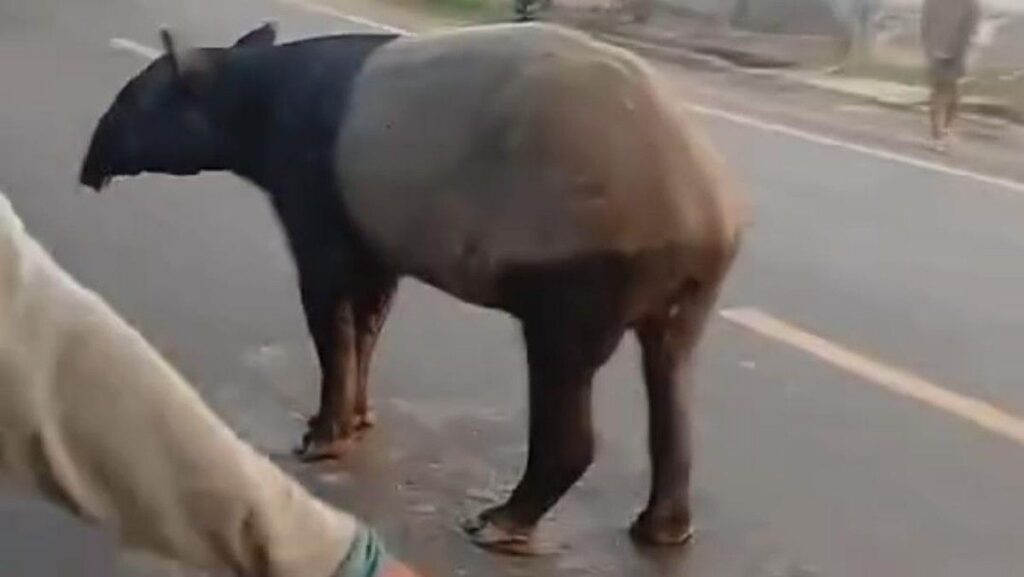 BKSDA Lampung Usut Pembunuhan Satwa Dilindungi di Mesuji