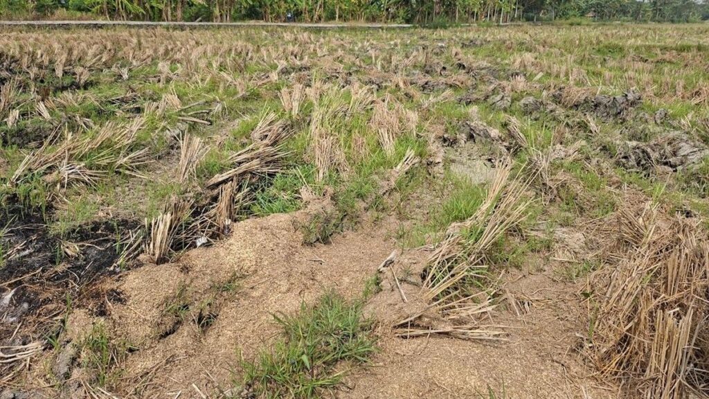 Ancaman Kekeringan Melanda Kasemen Kota Serang