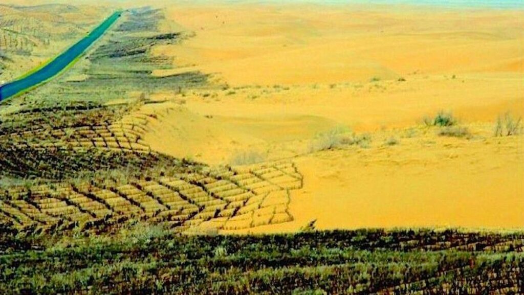 Pohon Great Green Wall China Tumbuh Lebih Cepat dari Hutan Alami
