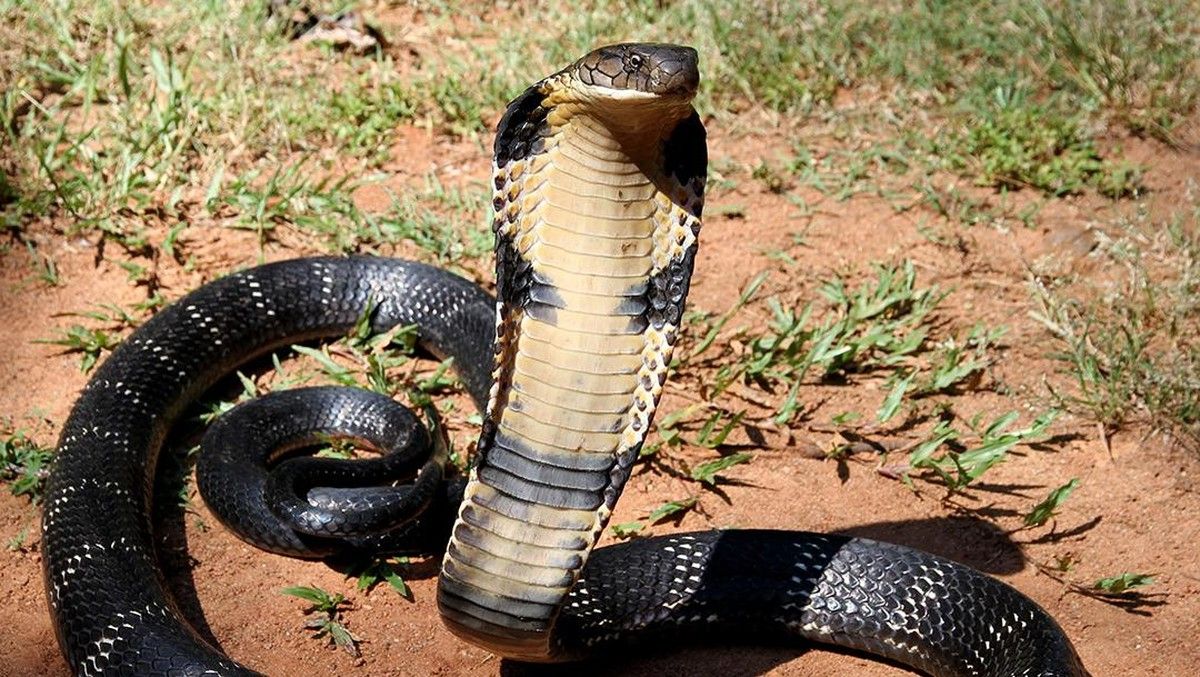 Bisa Ular King Cobra Mengancam Keselamatan Jiwa Pemelihara